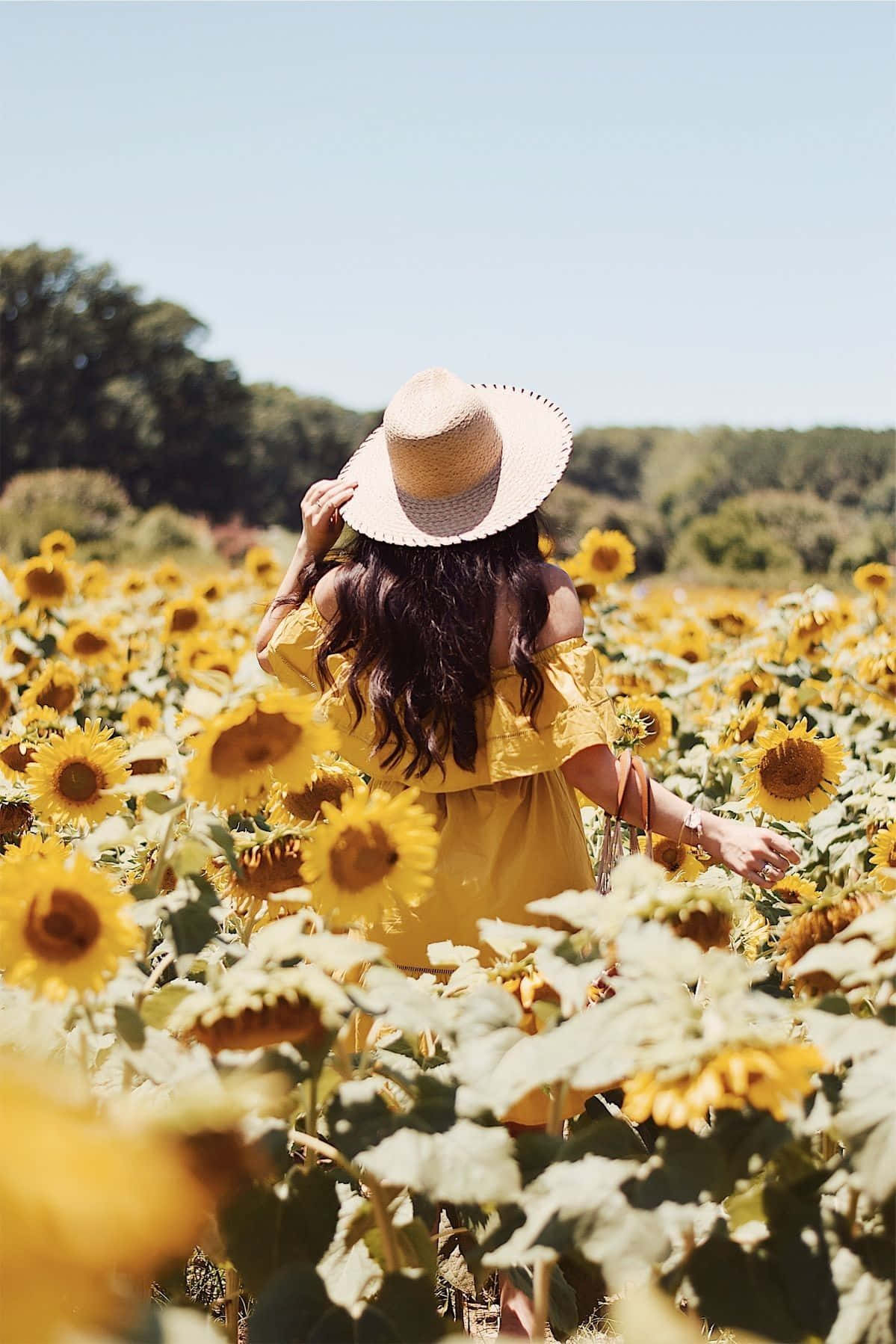 Sunflower_ Field_ Summer_ Stroll.jpg Wallpaper
