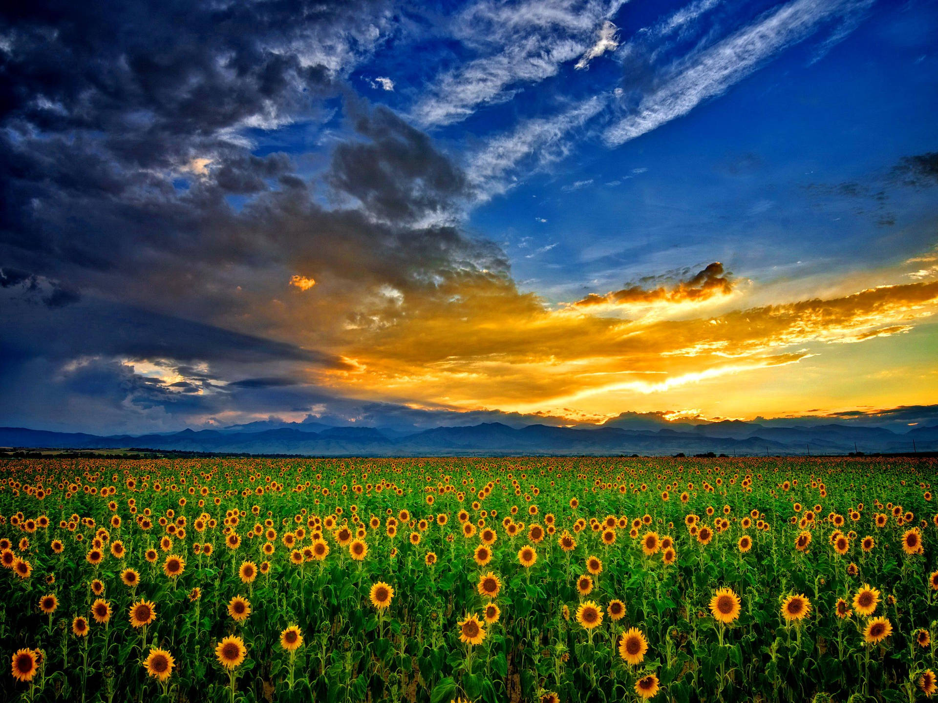 Sunflower Field Sunset Sky Wallpaper