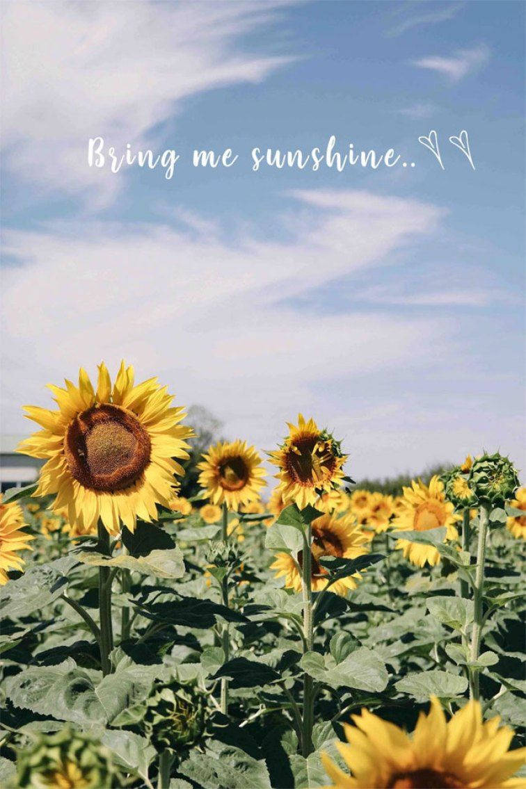 Sunflower Field Sunshine Quote Wallpaper