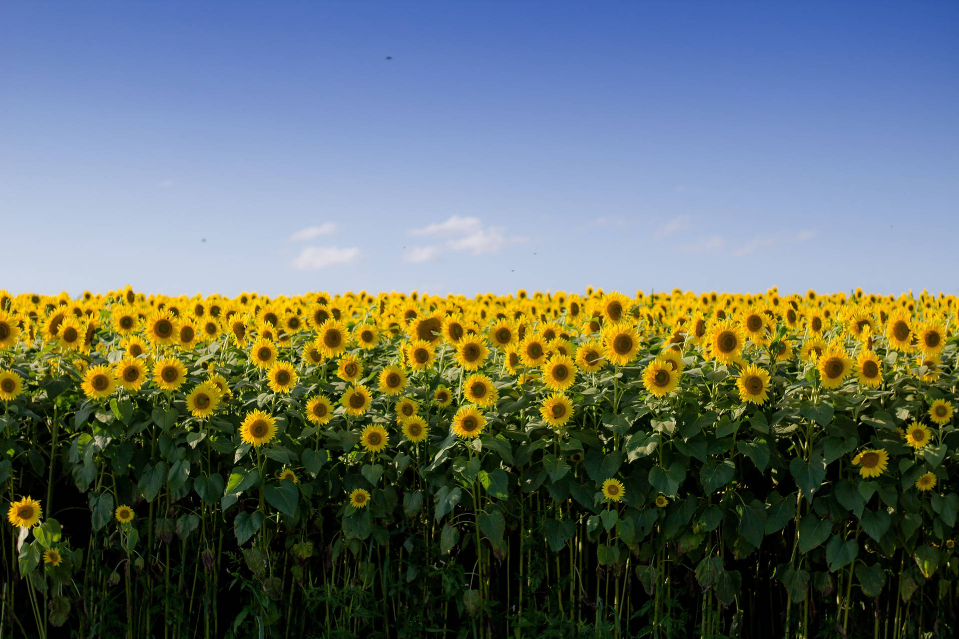 Sunflower Field Tall Stalks Wallpaper