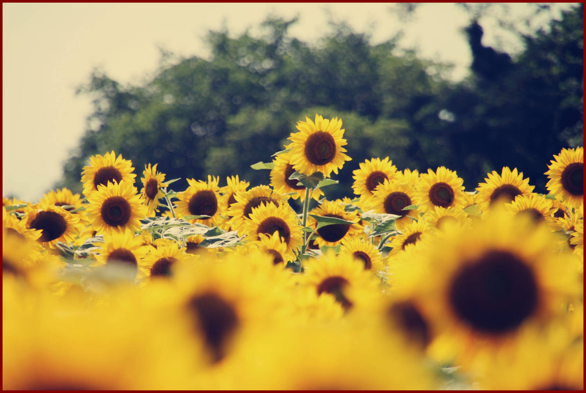 Sunflower Field Tumblr Wallpaper