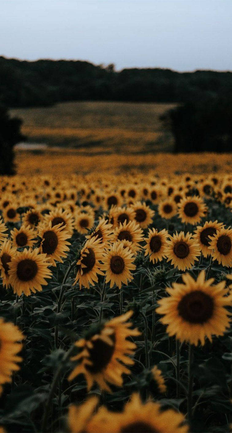 Sunflower Field Vintage Blur Wallpaper