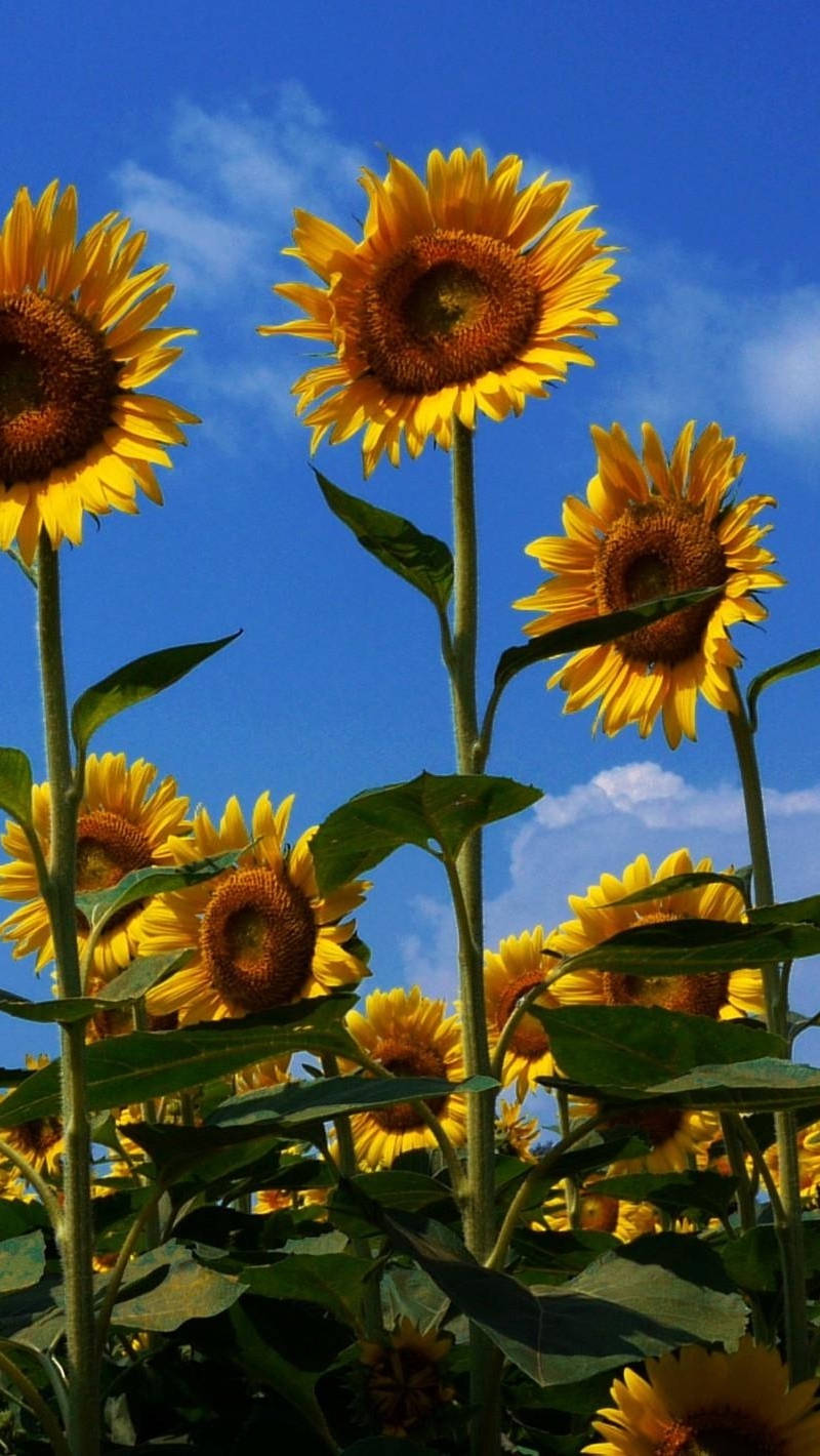 Sunflower Field Vivid Colors Wallpaper