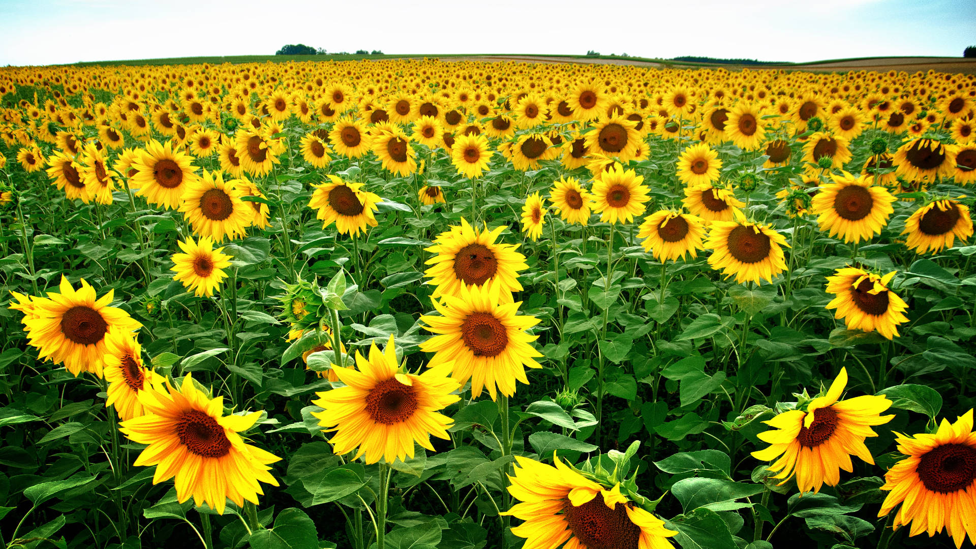 Sunflower Fields Laptop Wallpaper