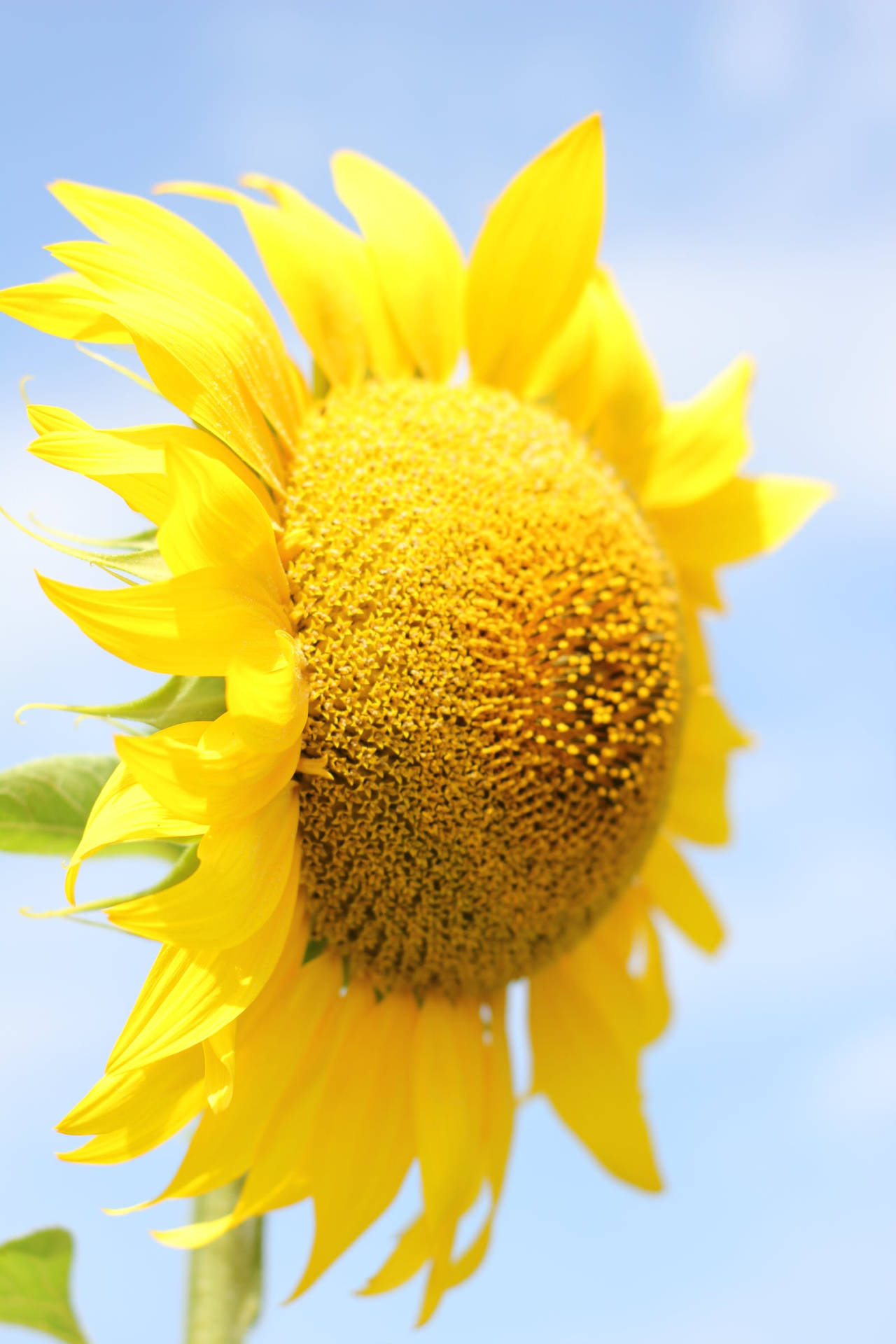 Sonnenblumeblume Android Wallpaper