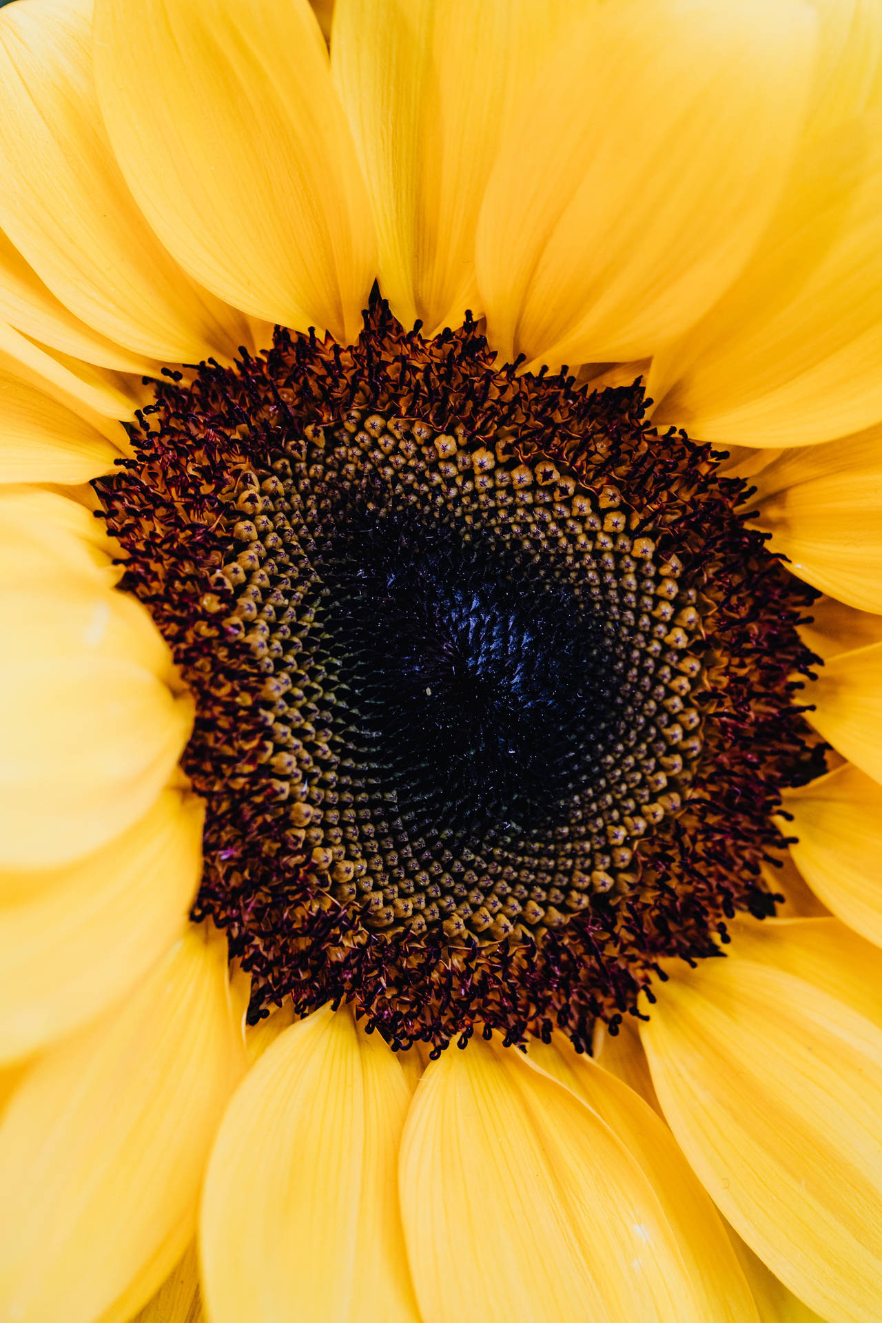Sunflower For Blumen Photography Design Wallpaper