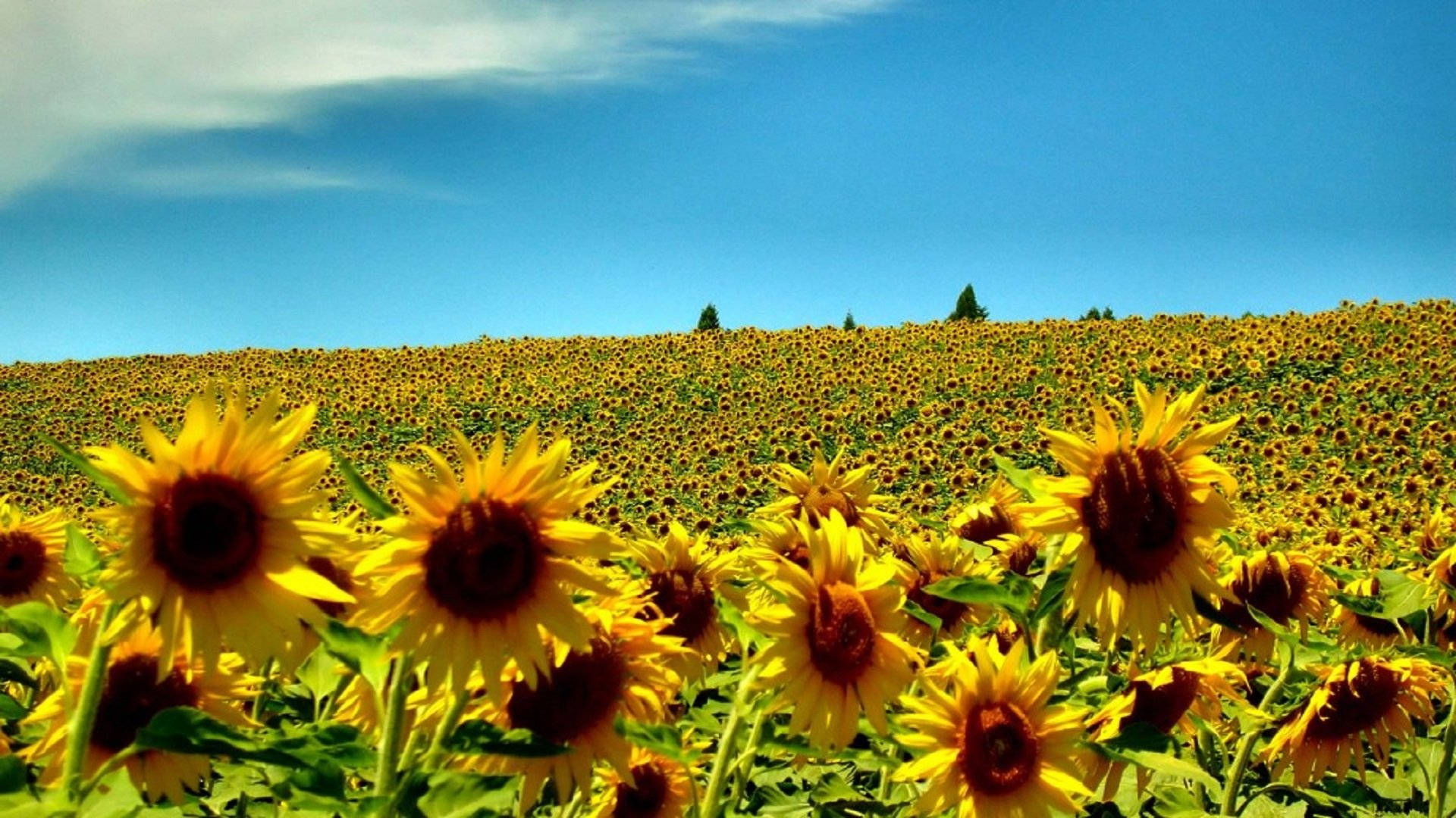 Sunflower Garden Summer Season Wallpaper