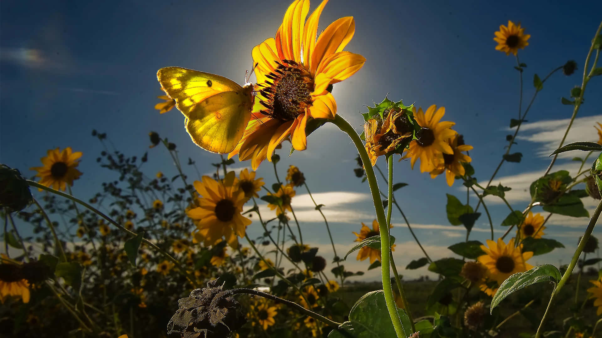 Sunflower_ Glow_with_ Butterfly Wallpaper