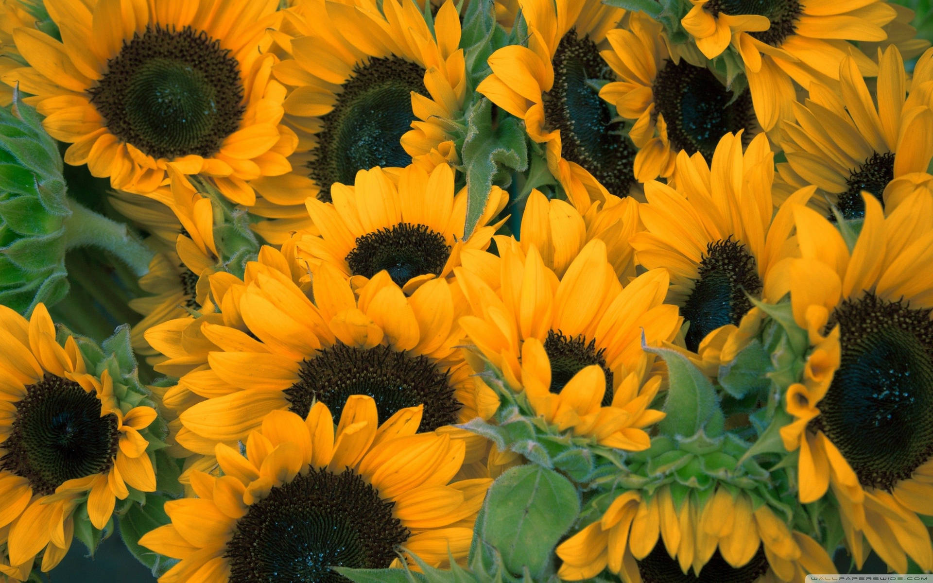 Sunflower Heads Flower Desktop Picture