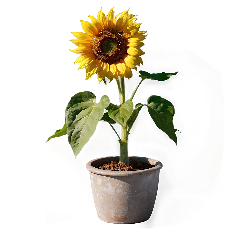 Sunflower In Pot Png 36 PNG