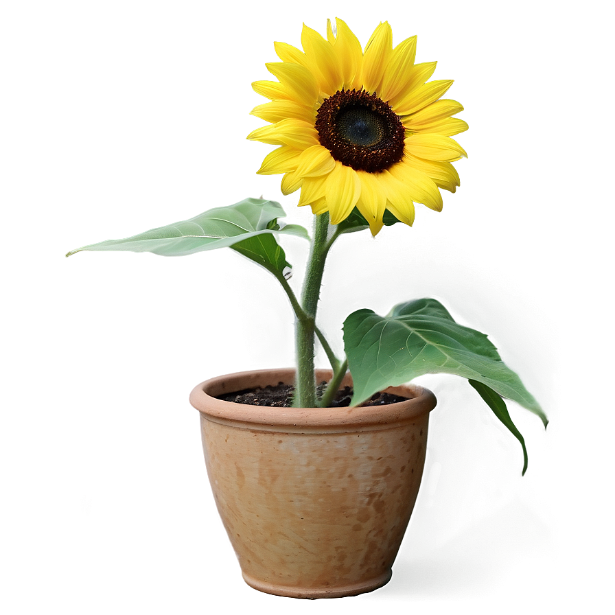 Sunflower In Pot Png Nfs PNG