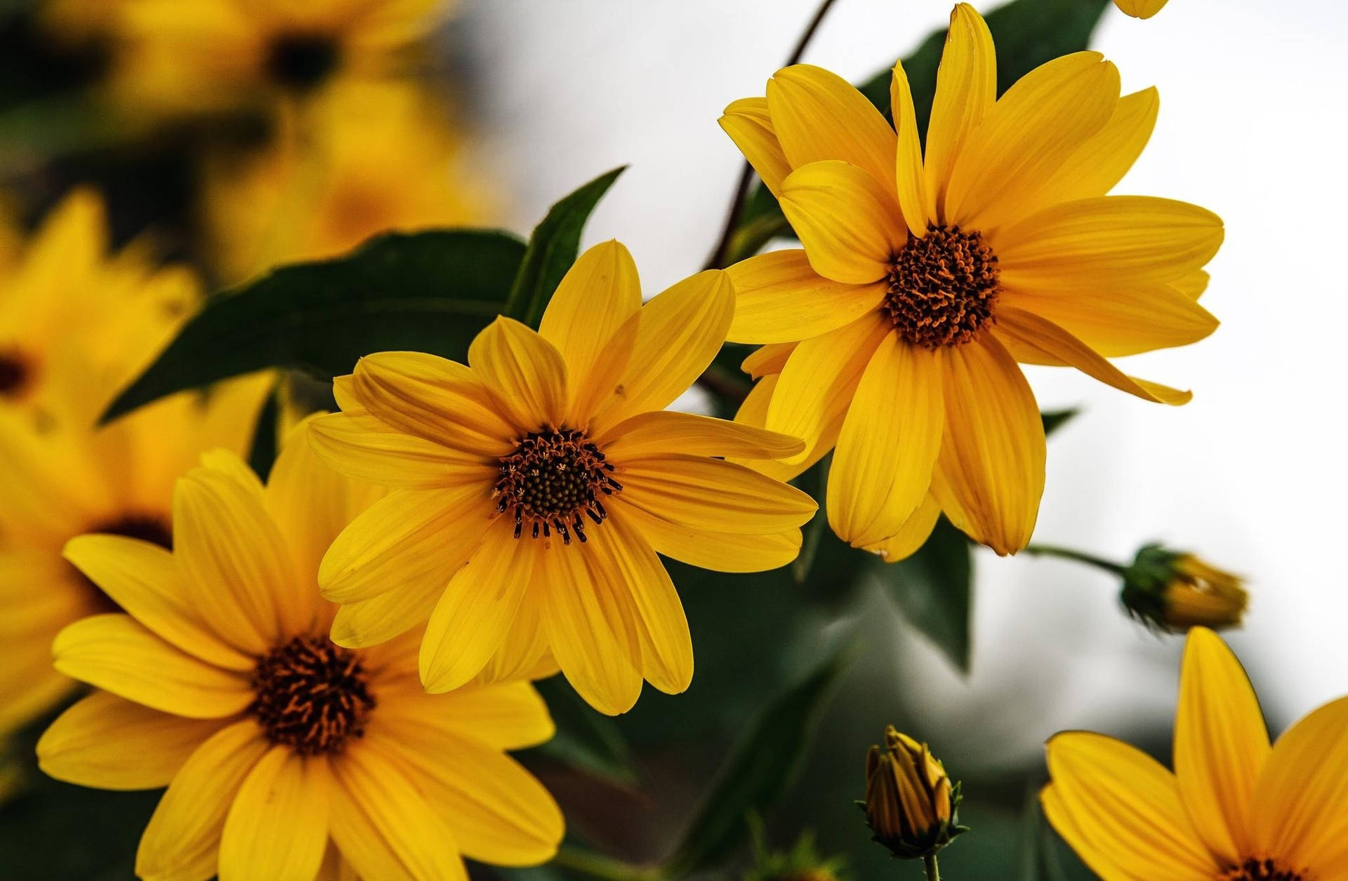 Sunflower In Sharp Yellow Background