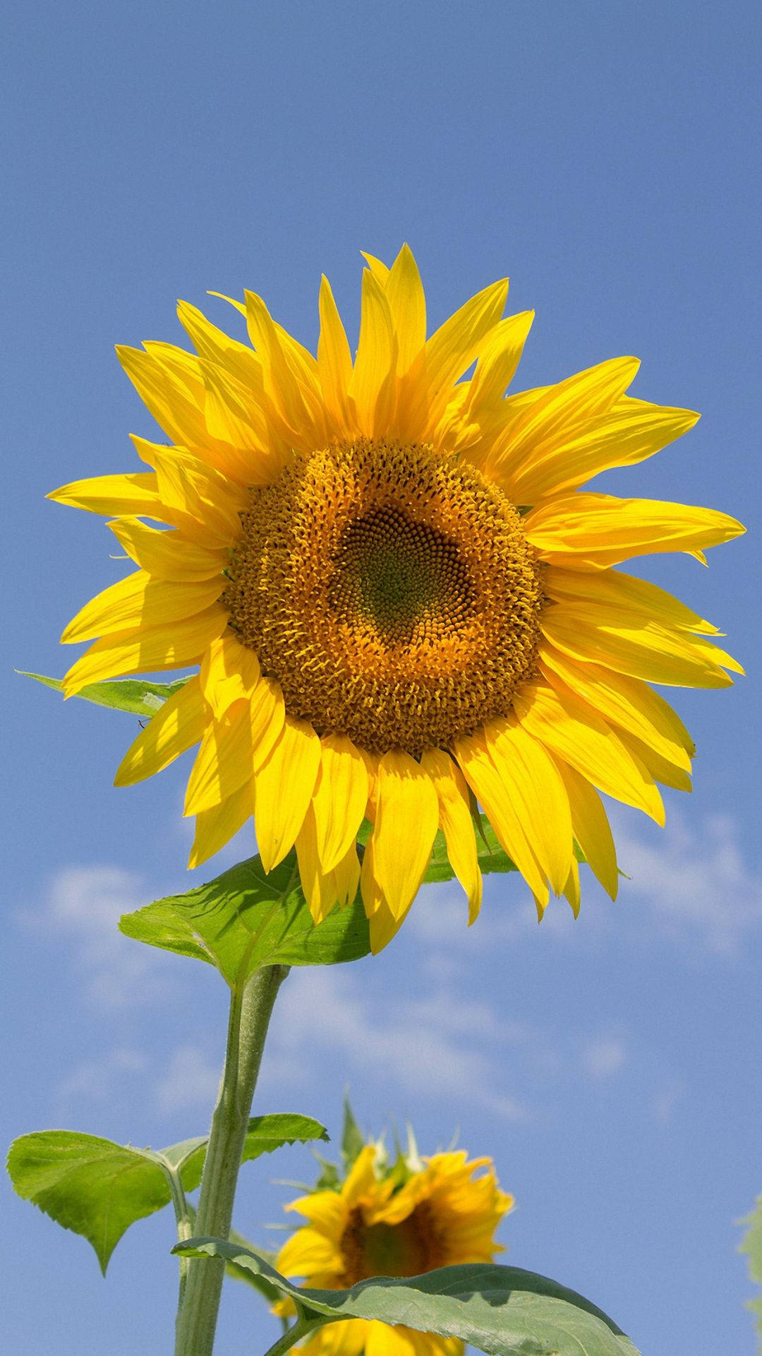 Sunflower Iphone Close-up Wallpaper Wallpaper