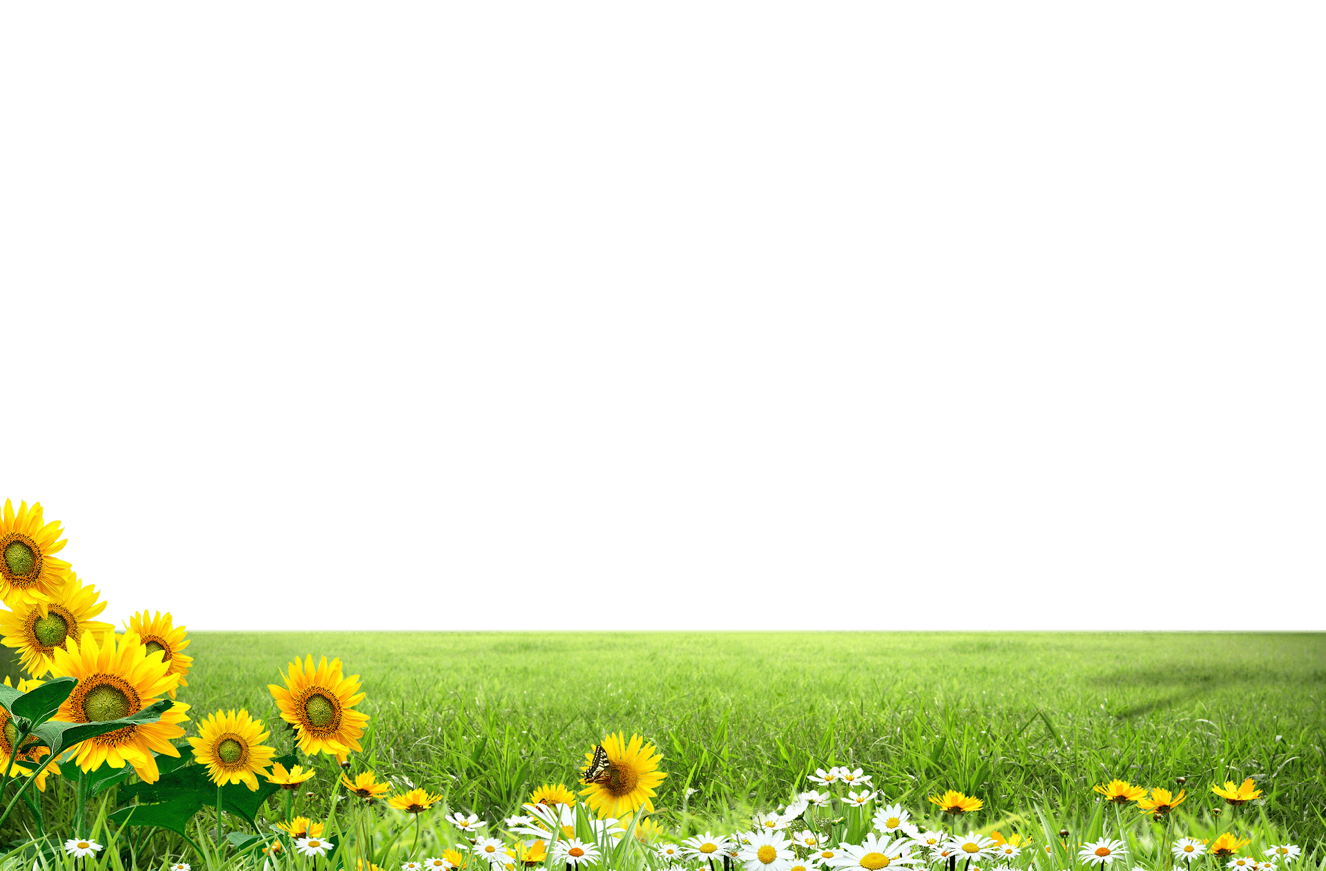 Sunflower Meadow Background PNG