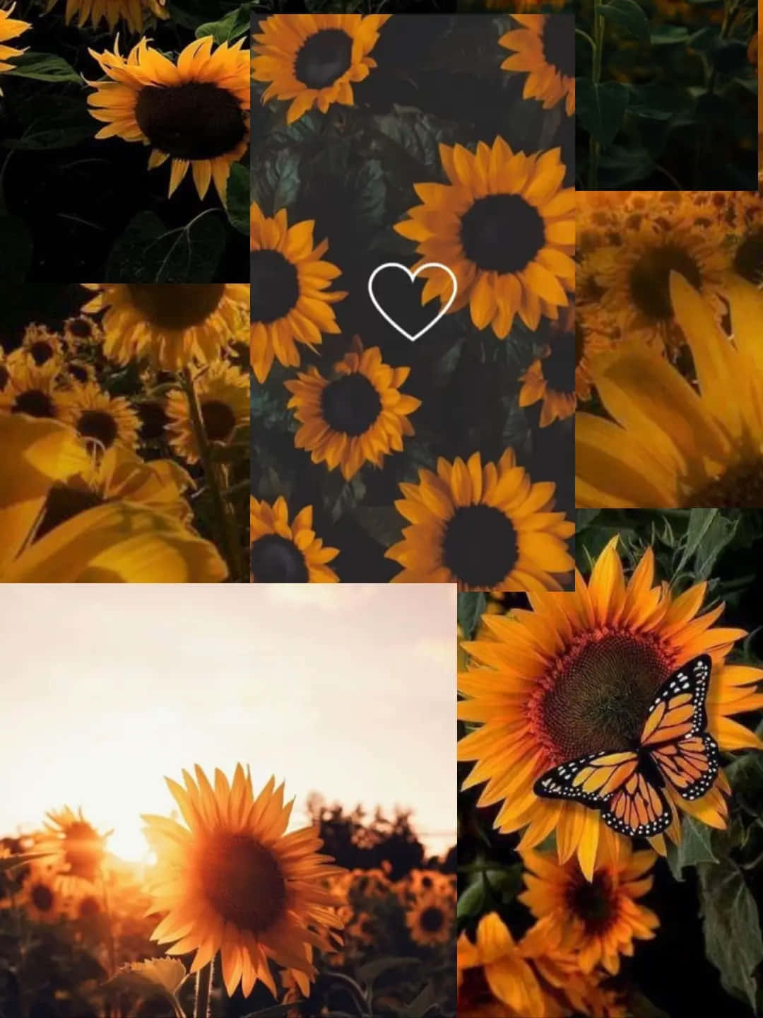 Sunflower_ Montage_with_ Butterfly_ Accent Wallpaper