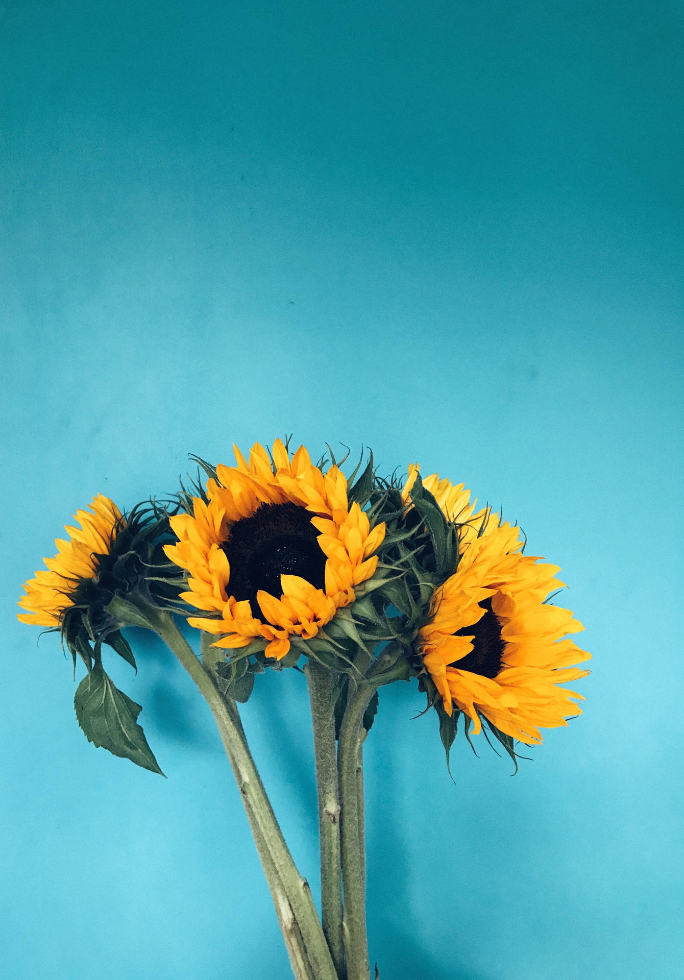 Sunflower On Blue Color Hd Wallpaper