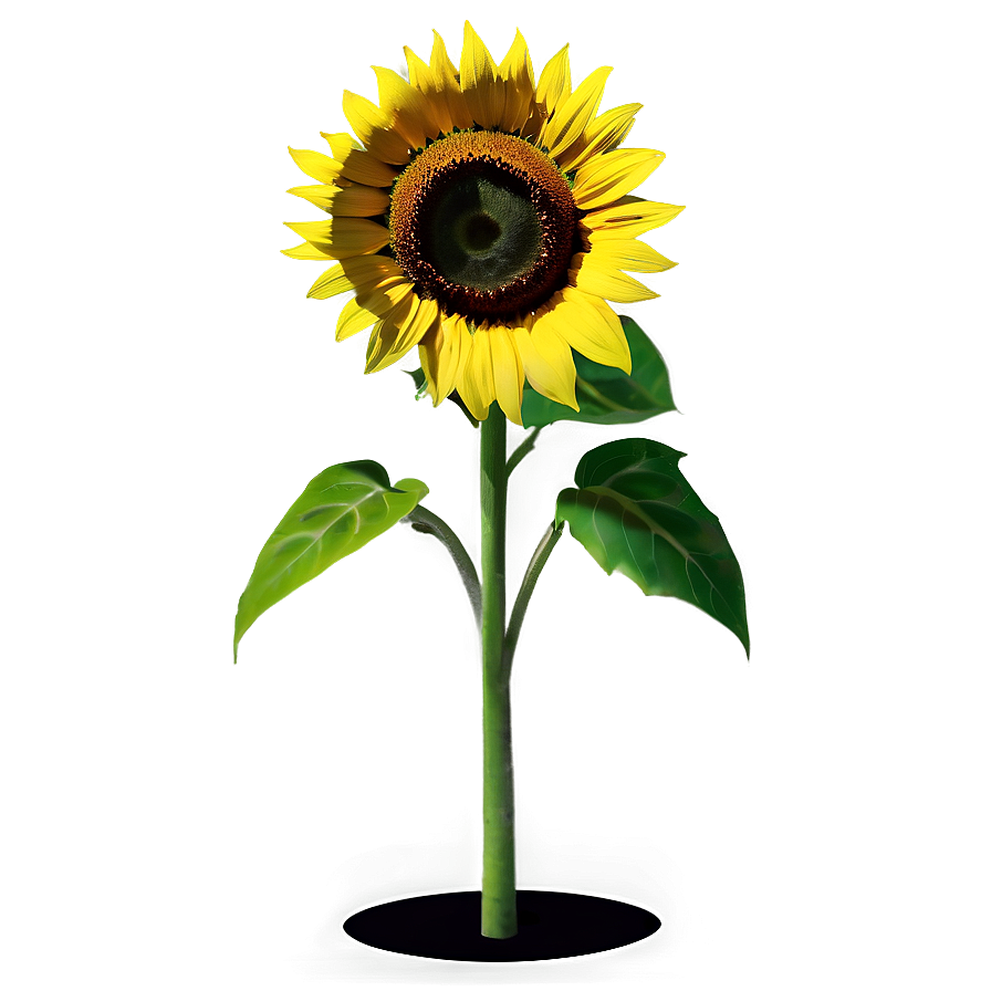 Sunflower Pattern Png Dhw PNG