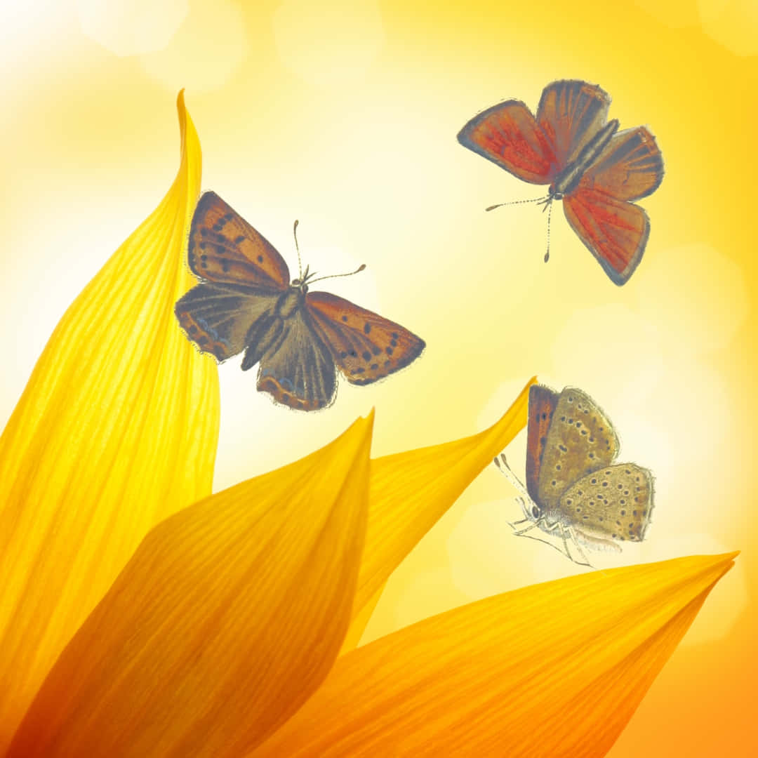 Sunflower_ Petals_with_ Butterflies Wallpaper