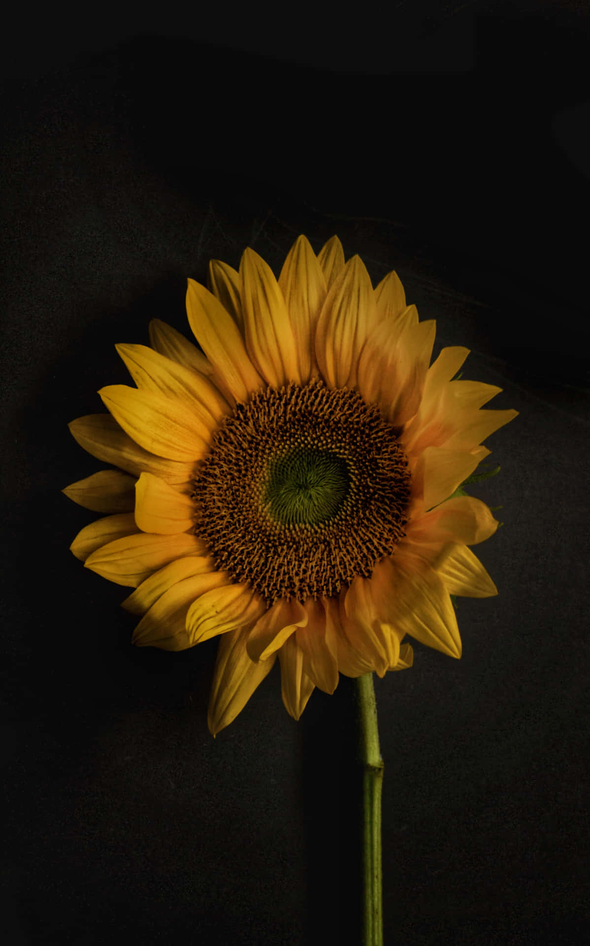 Entfesselnsie Ihre Kreativität Mit Dem Einzigartigen Sunflower Phone. Wallpaper