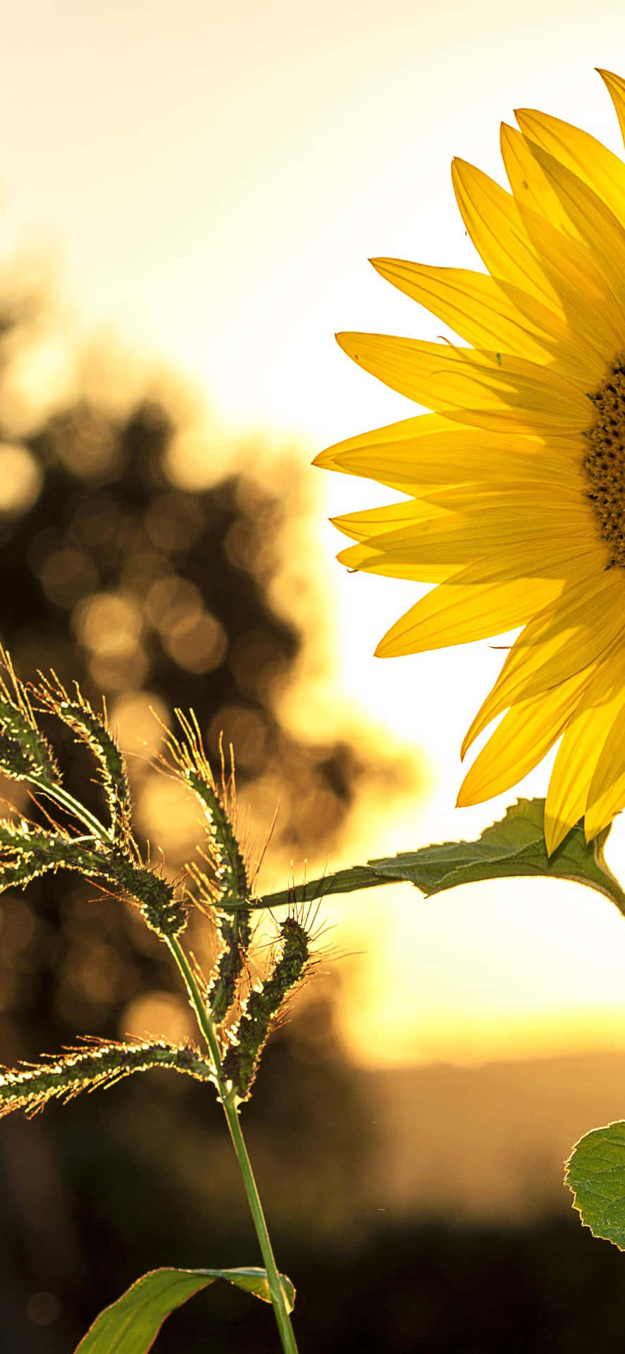 A Sunflower In The Field Wallpaper