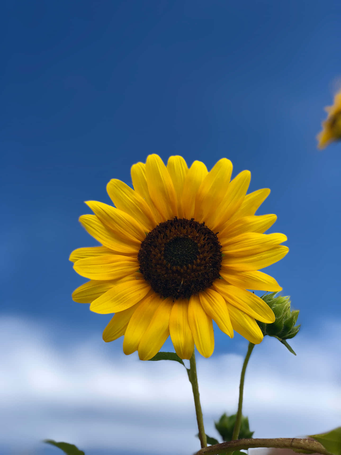 Erleuchtensie Ihren Tag Mit Dem Sonnenblumen-telefon! Wallpaper