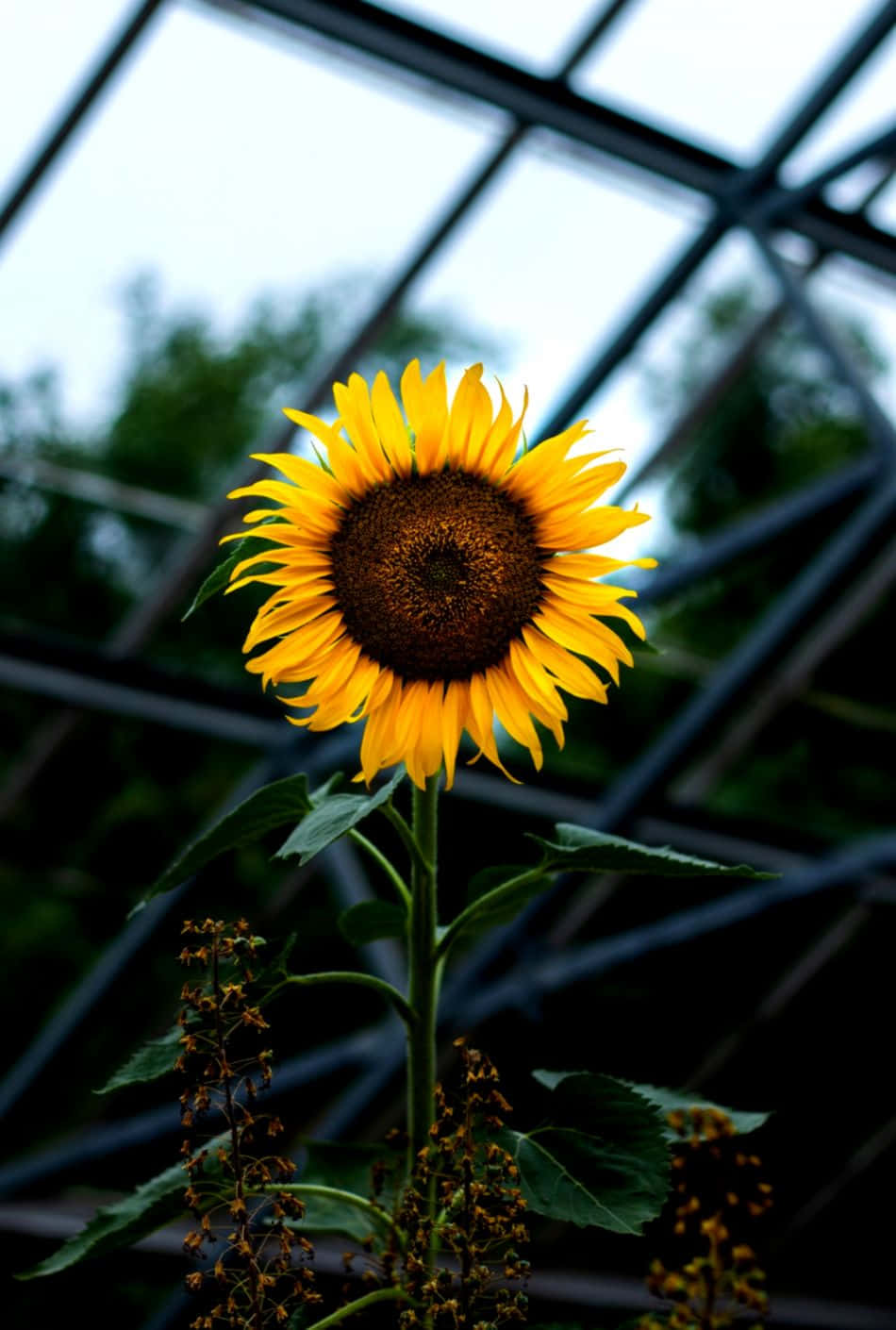 A Sunflower In A Glass Greenhouse Wallpaper