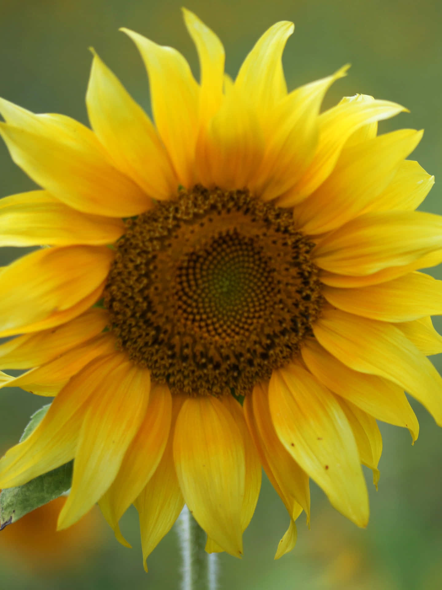 "Brighten up your call with Sunflower Phone!" Wallpaper