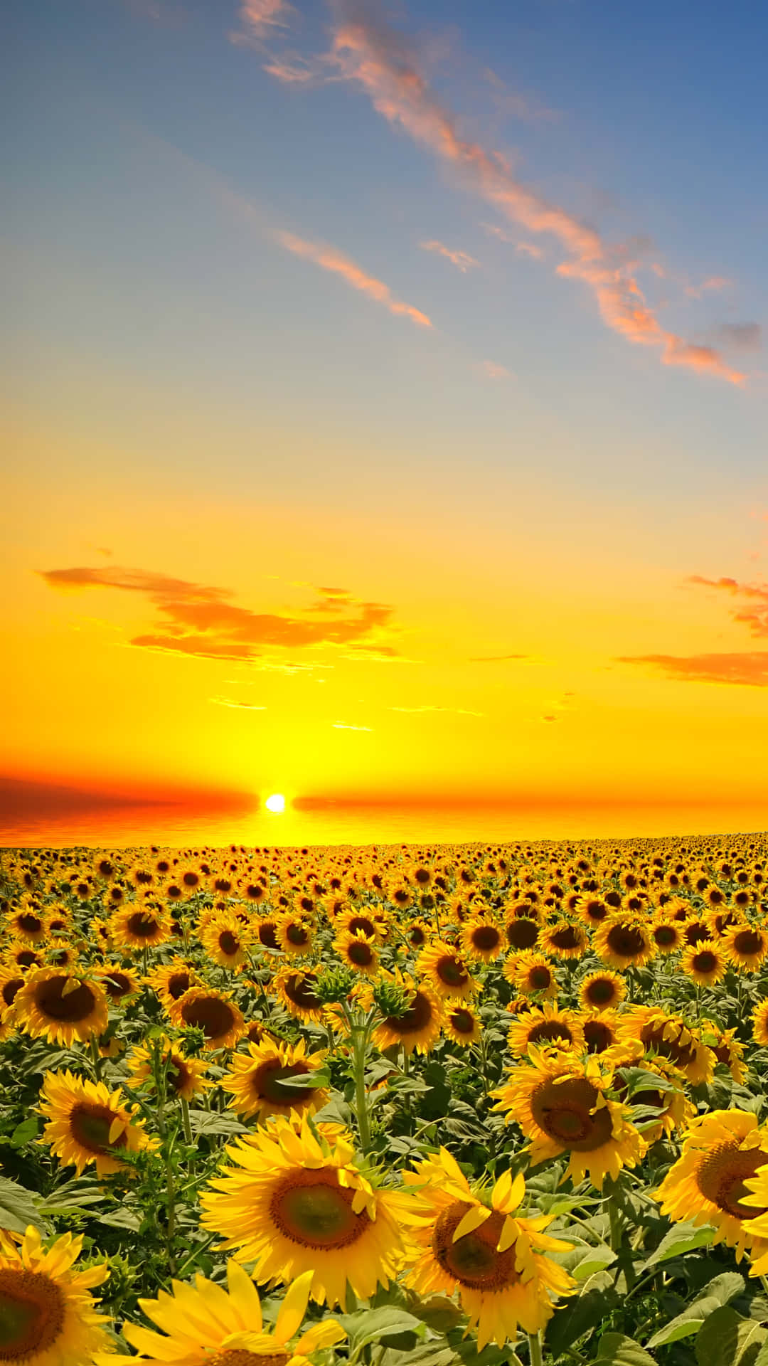 Bleibensie Mit Sunflower Phone Verbunden Wallpaper