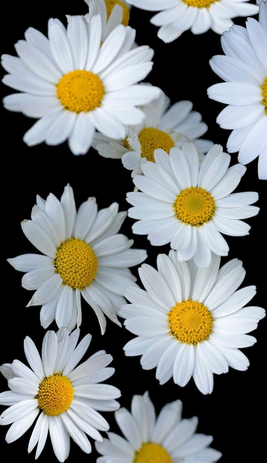 Daisies On A Black Background Wallpaper