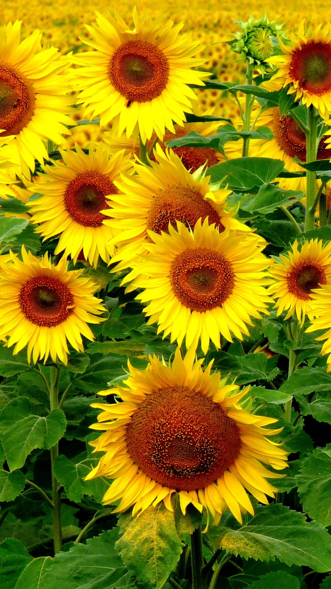 Field With Sunflower Phone Wallpaper