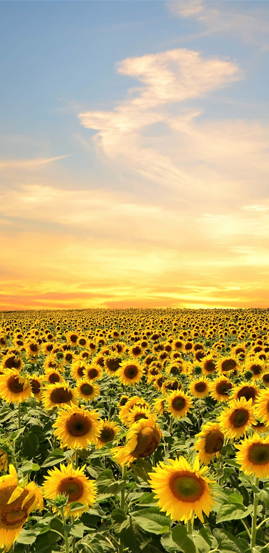 Sunflower Phone With A Golden Sky Wallpaper