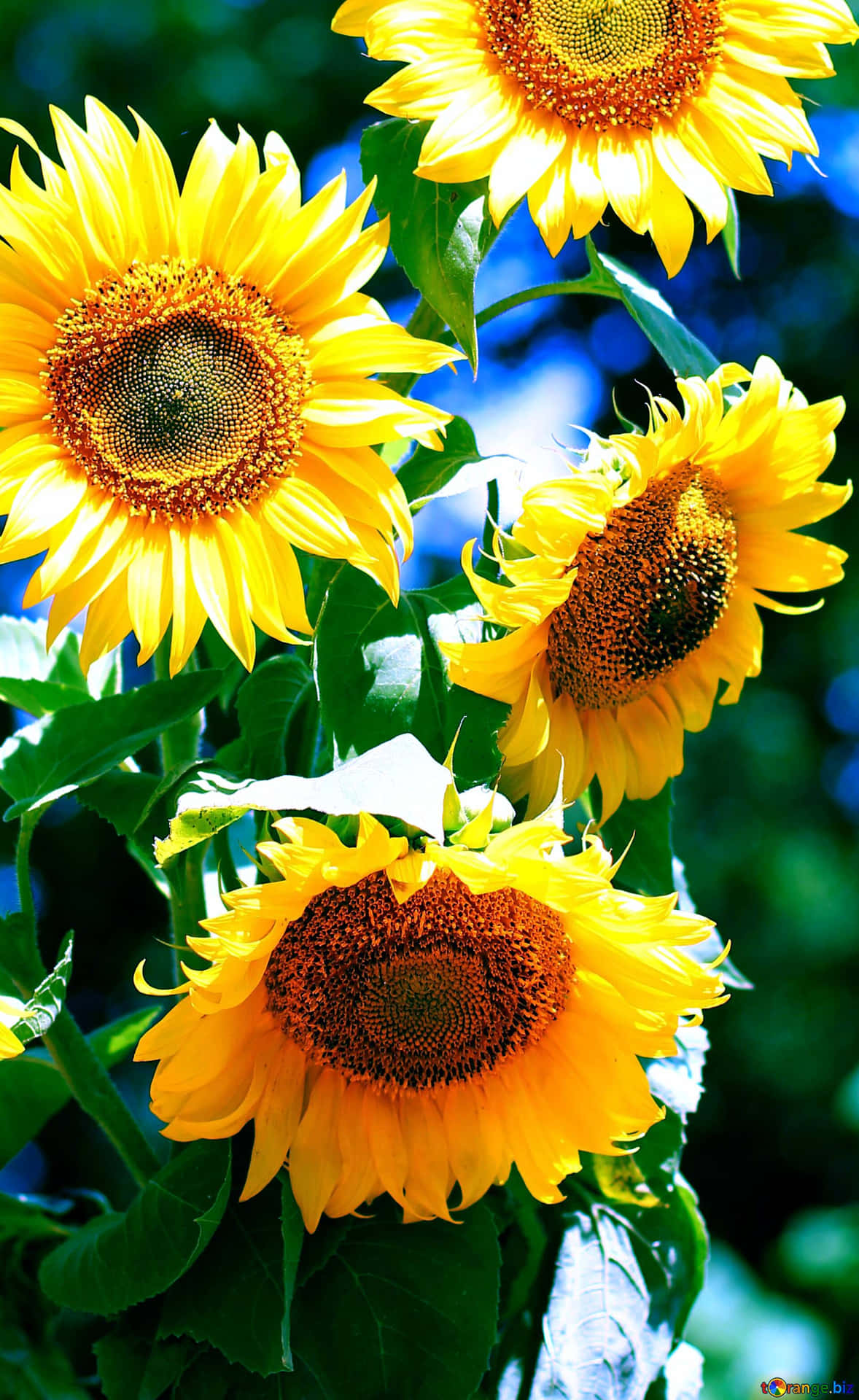 Hellegelbe Sonnenblume In Eine Schlichte Handyhülle Eingebettet Für Schutz Und Stil. Wallpaper
