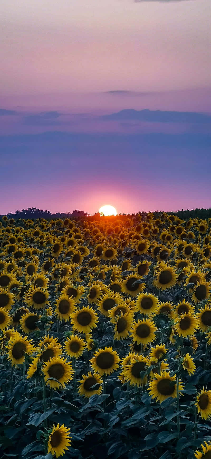 Sunflowers At Sunset By Sarah Mcdonald Wallpaper