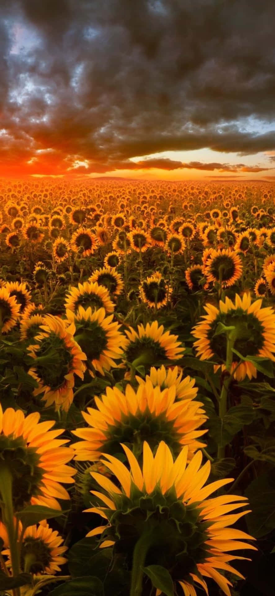 Sunflowers In The Field At Sunset Wallpaper