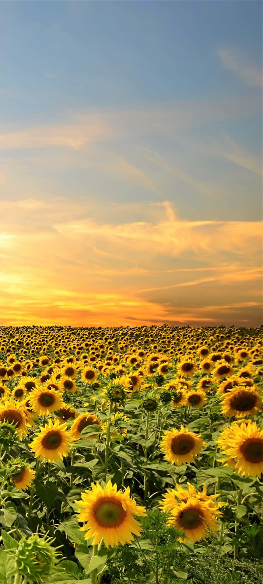 Sonnenblumenauf Dem Feld Bei Sonnenuntergang Wallpaper