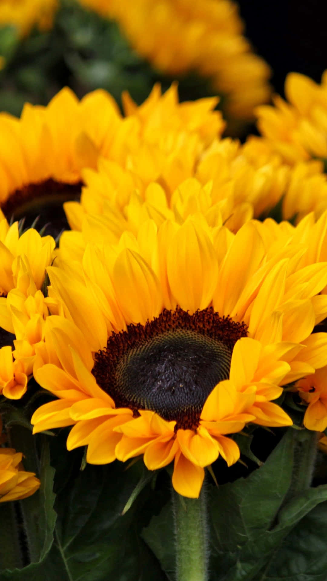 Erhellensie Ihren Tag Mit Einem Sonnenblumen-handy! Wallpaper