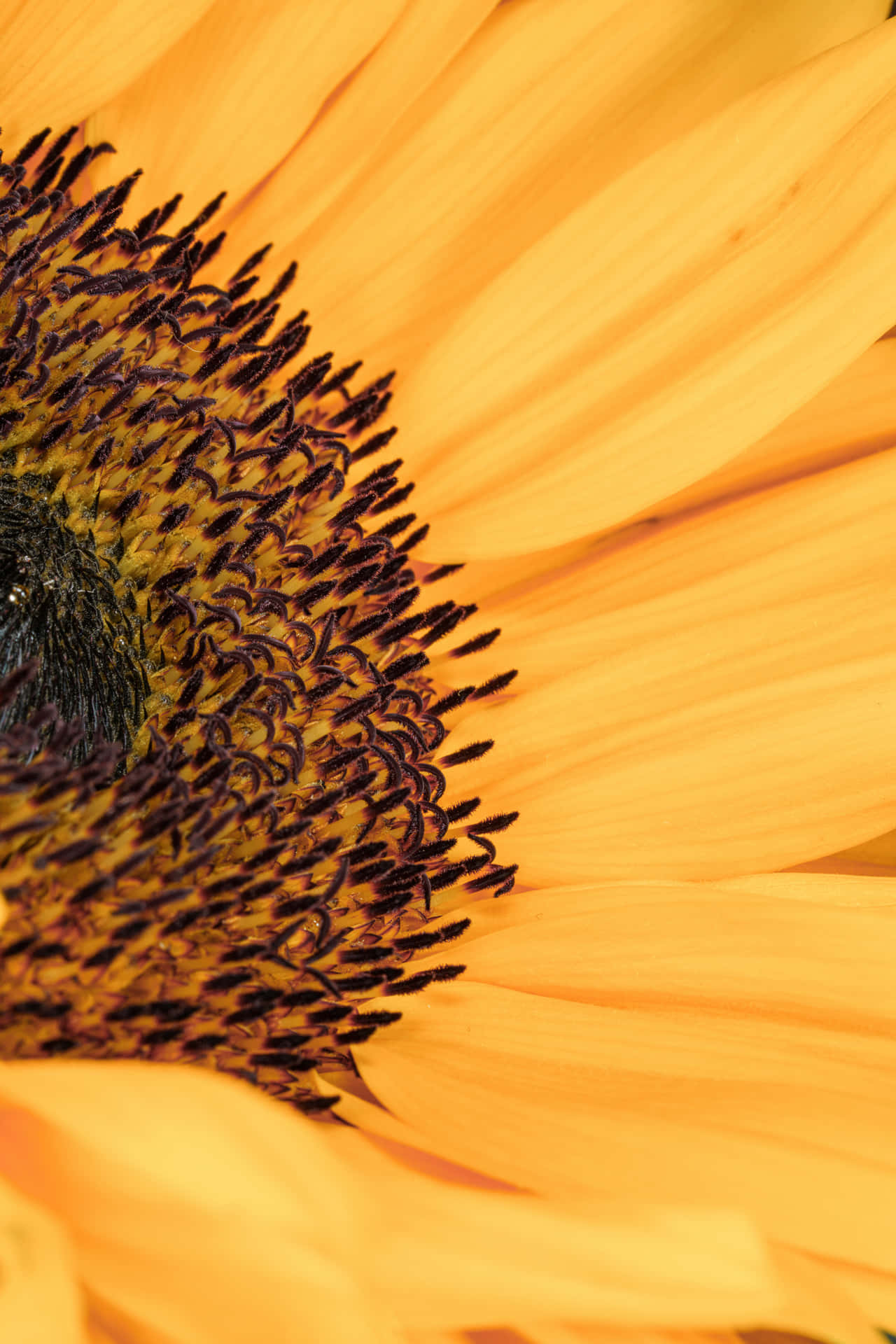 Close-up Of Sunflower Phone Wallpaper