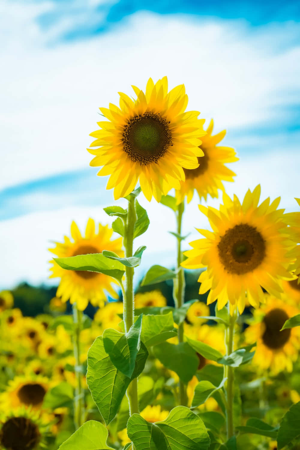 Einefröhliche Sonnenblume Verbreitet Freude Und Sonnenschein In Einem Lebendigen Garten.