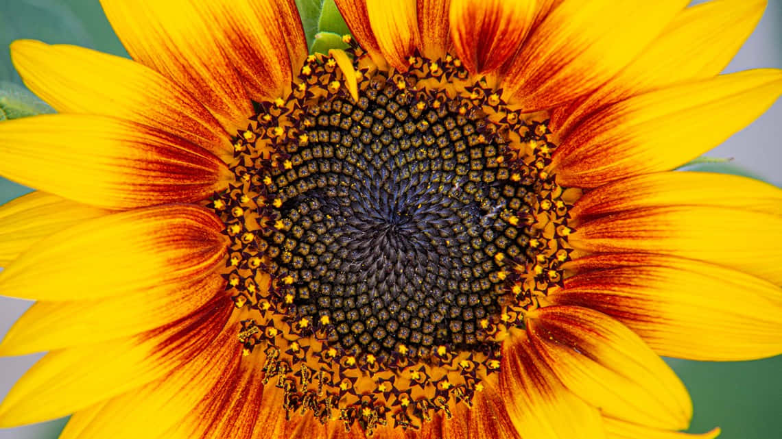 A beautiful sunflower standing proud