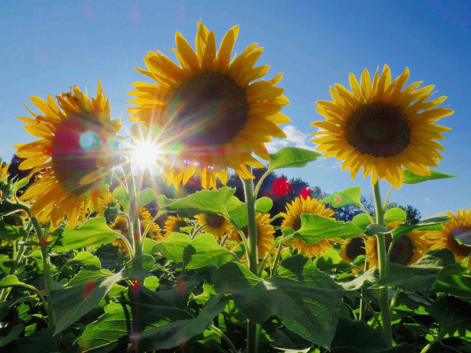 Unbellissimo Girasole In Fiore