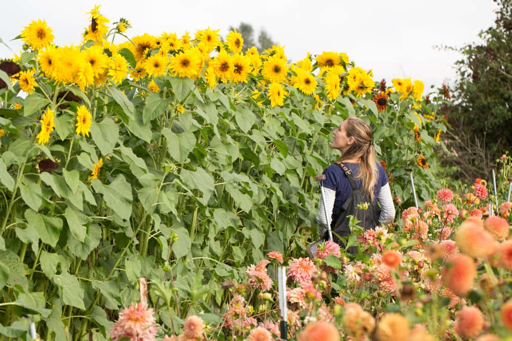 A Woman Standing In A Field Of Sunflowers