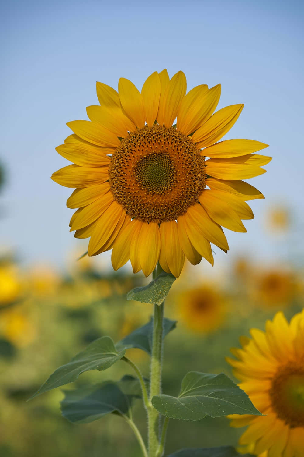 Mutigeund Wunderschöne Sonnenblume Vor Einem Lebendigen Blauen Himmel