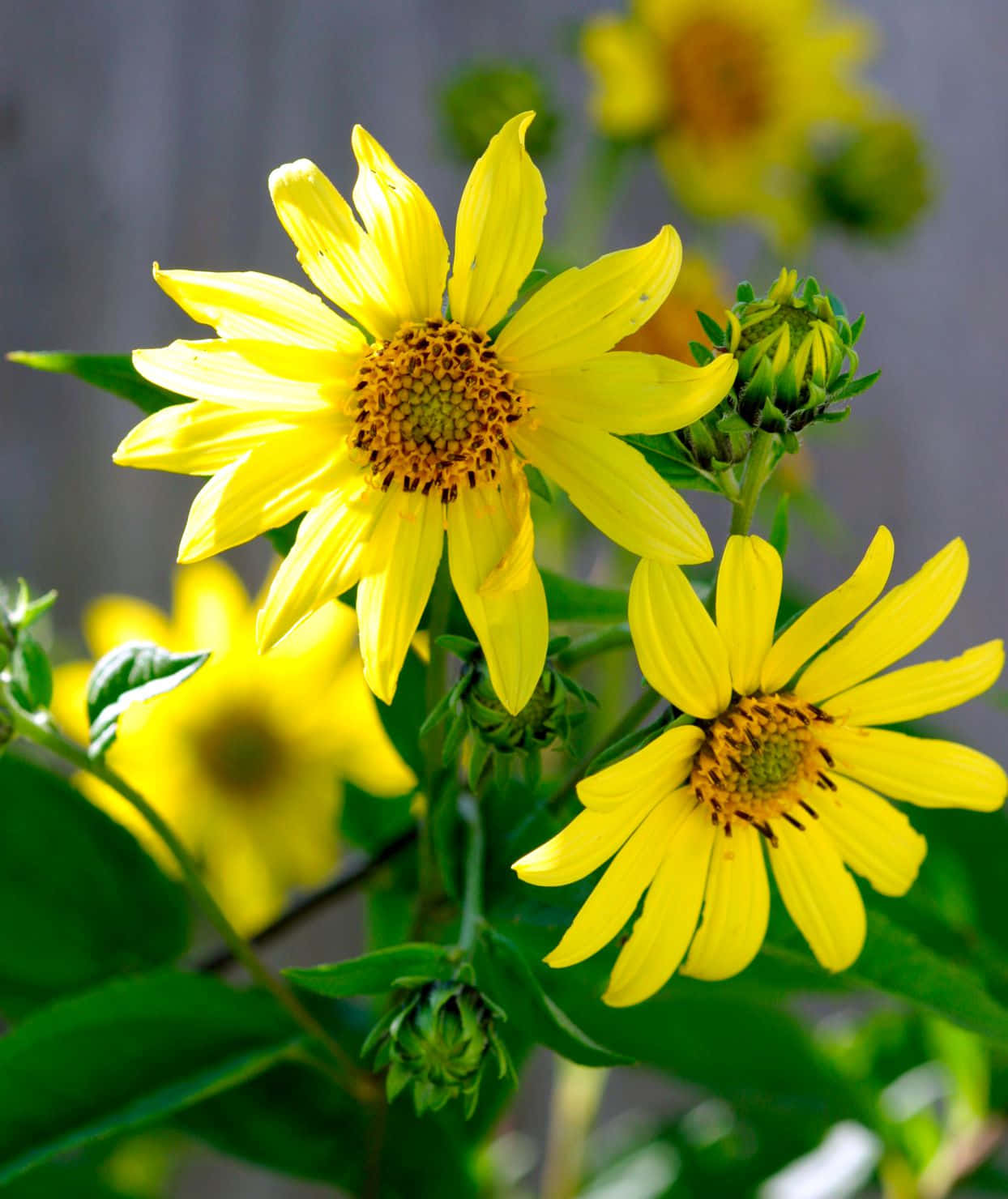 Glowing Yellow Sunflowers Illuminated by the Sun's Rays