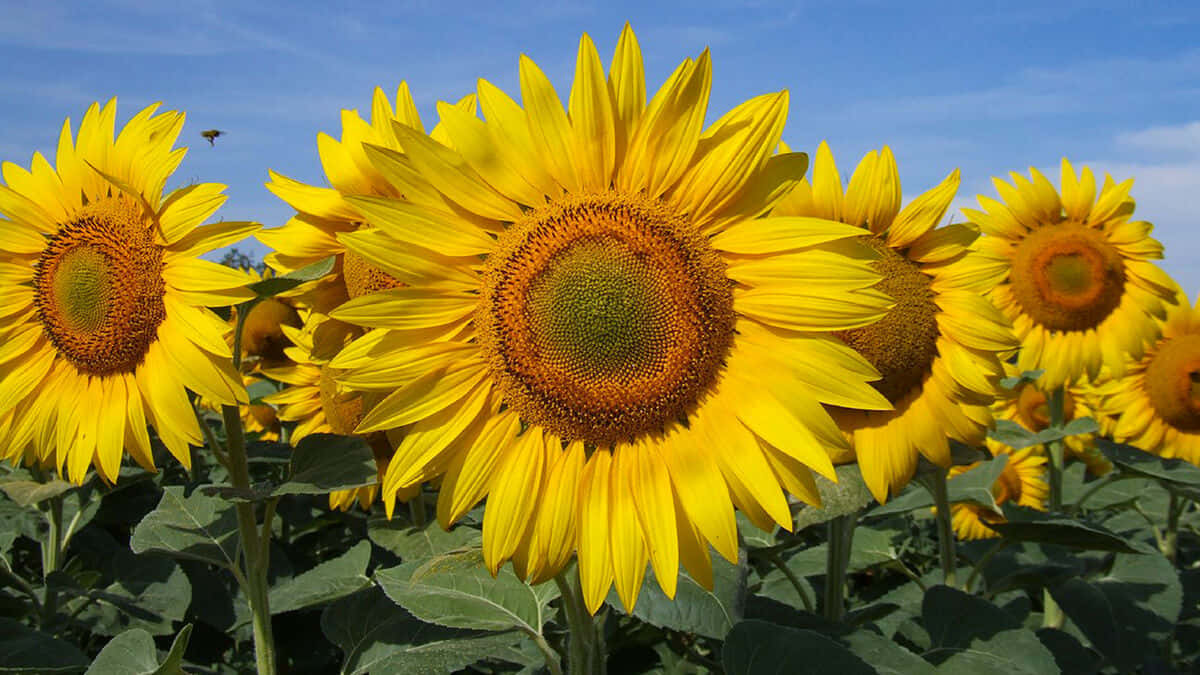A radiant sunflower with a bright yellow centre and thriving green petals