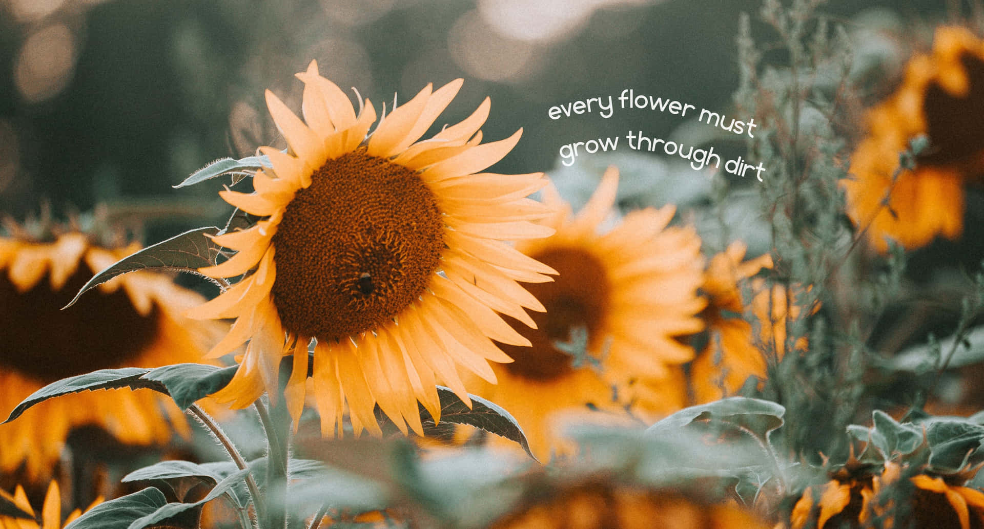 A happy sunflower with the quote "Love is the flower you have never picked" Wallpaper