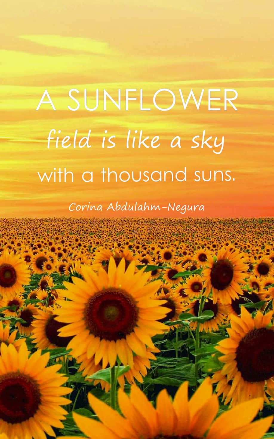 Find beauty and joy in the simplest of things - like sunflowers. Wallpaper
