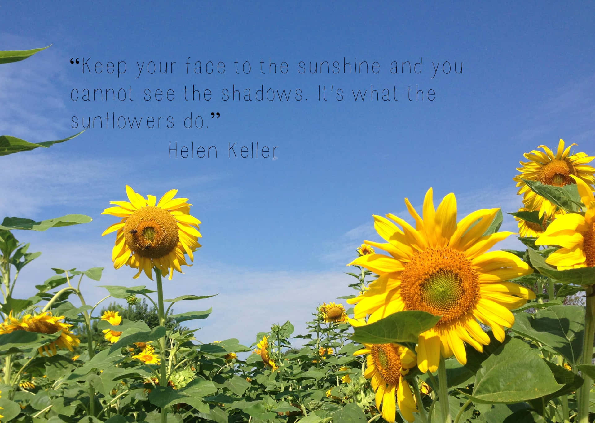 "Life is like a sunflower - always turn towards the light." Wallpaper