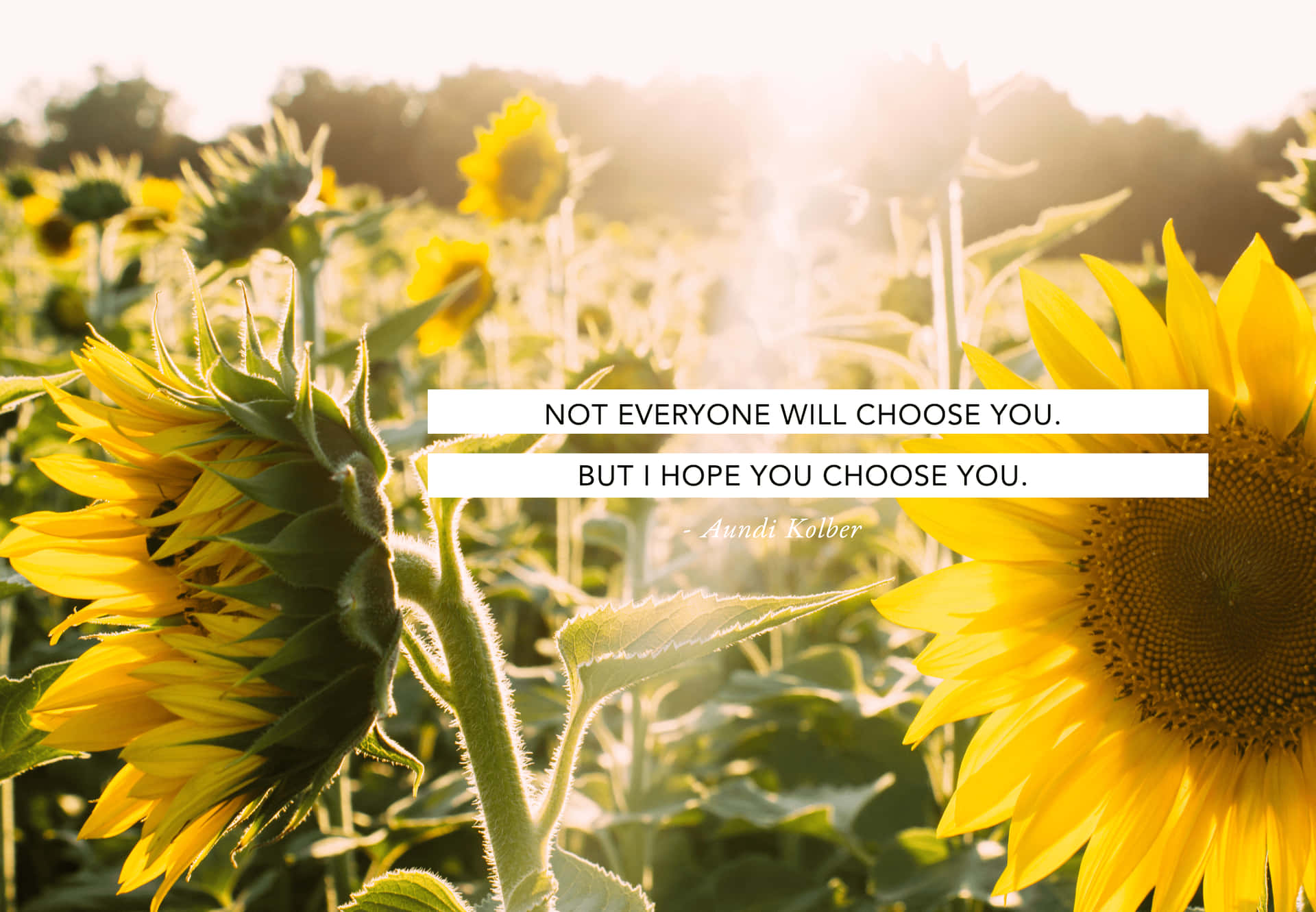 “Sunflowers bring cheerful vibes.” Wallpaper