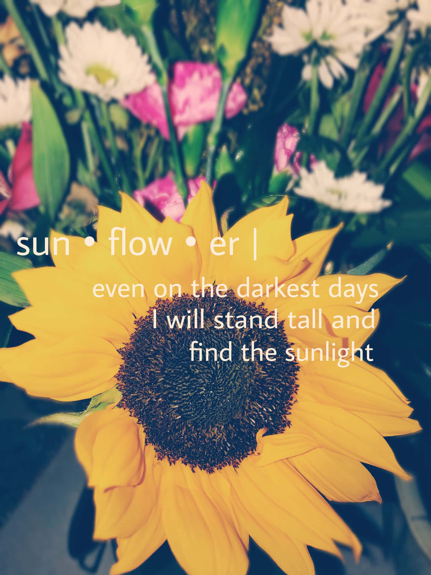 Sunflower Inspirational Quotes Wallpaper