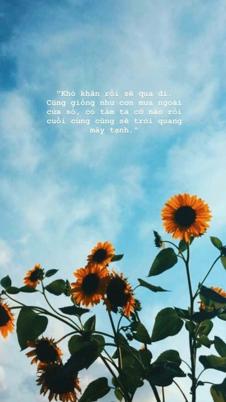 Quotes Over The Sky And Sunflower Wallpaper